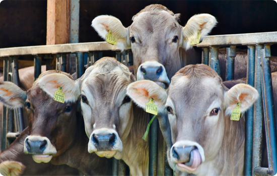 vacas